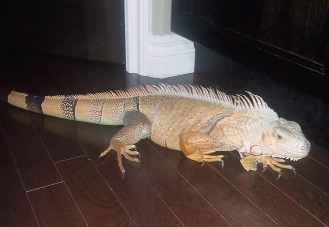 Gaylord the iguana found cold, but OK under neighbour's deck in Edmonton | iNFOnews.ca CP585621627
