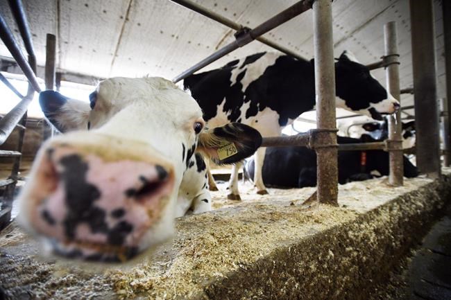 Canada's dairy farmers say they've given enough in past trade deals | iNFOnews.ca CP778941207