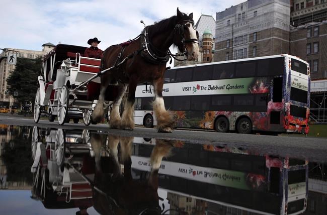 Victoria considers tighter reins on horse-drawn carriage tours, pet sales | iNFOnews.ca