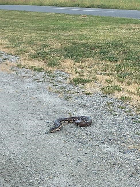 Snake sighting, but still no success in finding missing python in Delta, B.C. | iNFOnews.ca