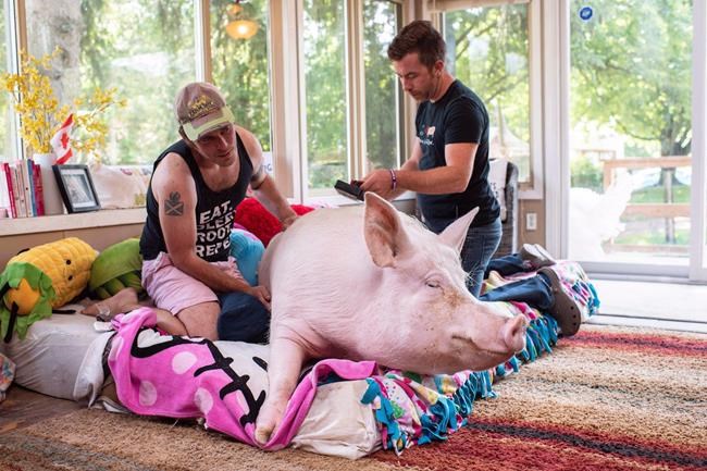 Greta Thunberg meets Canada's Esther the Wonder Pig and her sanctuary pals | iNFOnews.ca