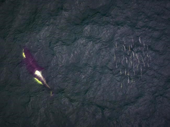 Scientists using aerial drones to compare northern and southern whale behaviour | iNFOnews.ca Scientists using aerial drones to compare northern and southern whale behaviour | iNFOnews.ca