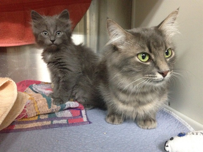 Quebec animal welfare advocates hope province is open to ditching no-pet clause | iNFOnews.ca CP33681268