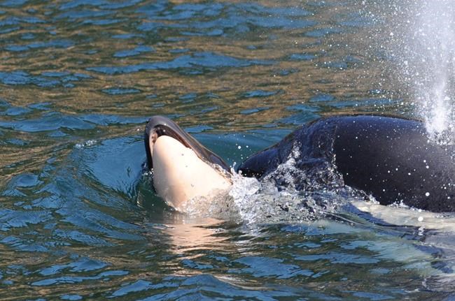 Latest calf born to endangered killer whales dies off British Columbia | iNFOnews.ca Latest calf born to endangered killer whales dies off British Columbia | iNFOnews.ca