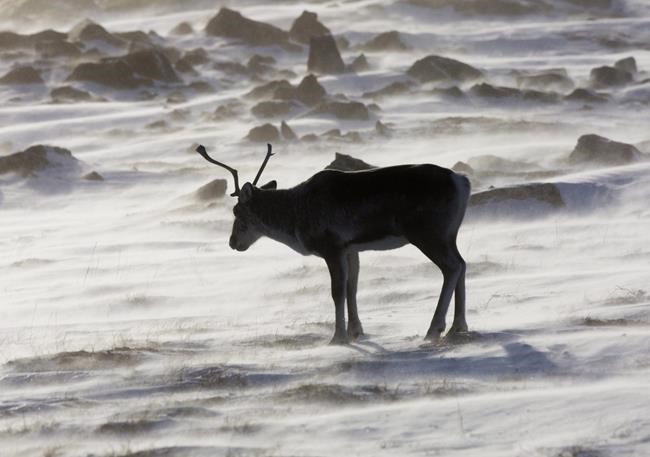 Groups take legal action to force Ottawa to protect endangered Alberta caribou | iNFOnews.ca