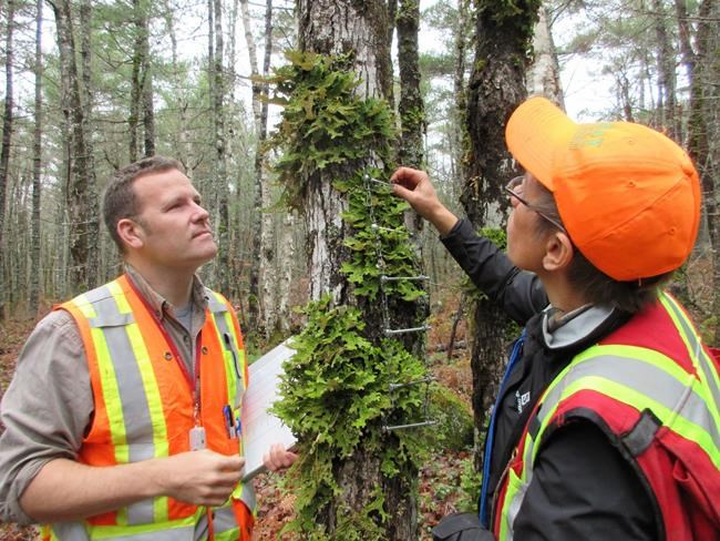 Scientists view old-growth forests through lichens to understand value | iNFOnews.ca Scientists view old-growth forests through lichens to understand value | iNFOnews.ca