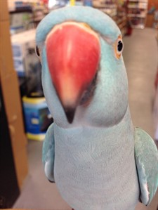 B.C. RCMP seeking man who took bird-napped a parakeet from a Richmond pet store | iNFOnews.ca