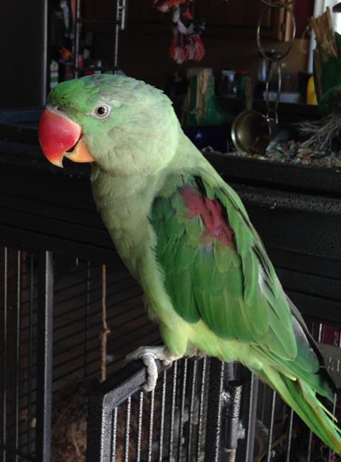 Looking for Fruit Loop: New hope for parrot missing for almost a year | iNFOnews.ca