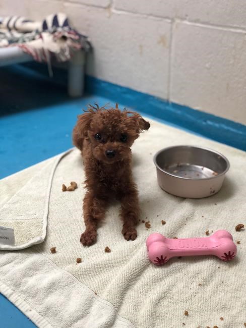 Stolen teacup poodle, Mickey, prompts search by Vancouver police, BC SPCA | iNFOnews.ca