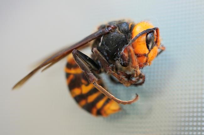Invasive giant bee-eating hornets nest found in Nanaimo, B.C. | iNFOnews.ca CP1162236429