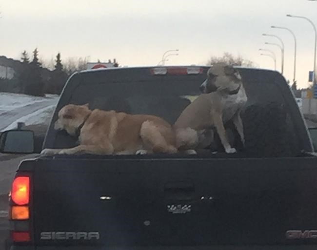 Alberta SPCA investigating two dogs travelling on top of truck bed on highway | iNFOnews.ca