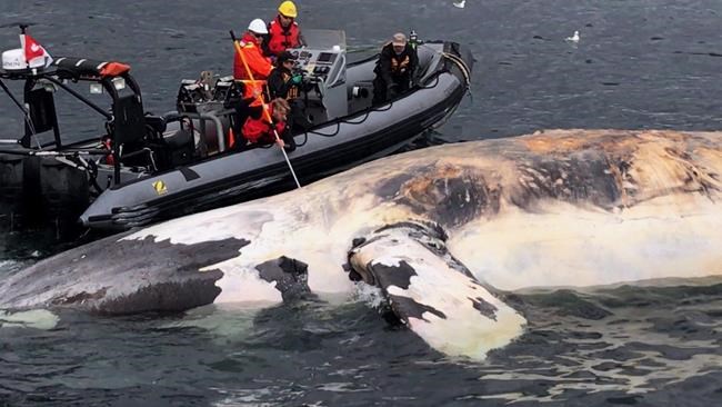 Transport Canada lifts temporary speed limit after no whales spotted in Gulf | iNFOnews.ca