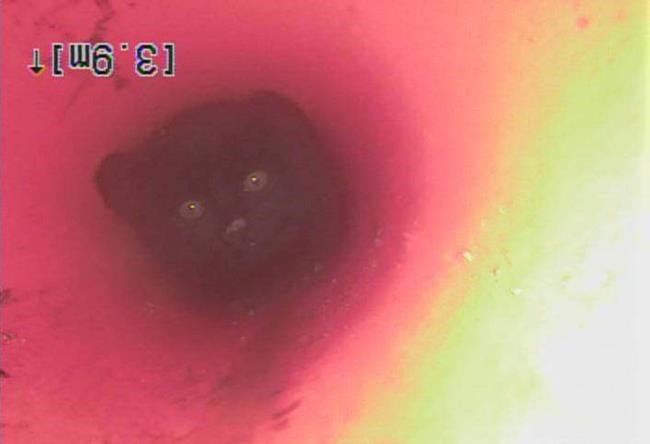 Kitten OK after being rescued from underground pipe in Kamloops, B.C. | iNFOnews.ca
