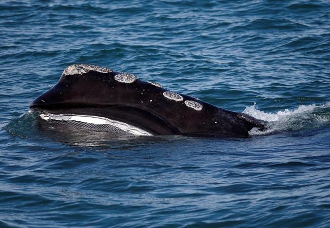 Half of world's right whales spotted in Gulf of St. Lawrence in 2018 | iNFOnews.ca CP1640978608