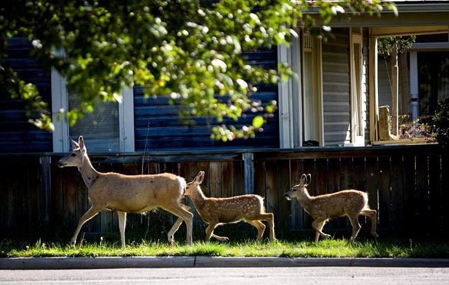 Study moves Oak Bay, B.C., closer to contraceptive control for problem deer | iNFOnews.ca