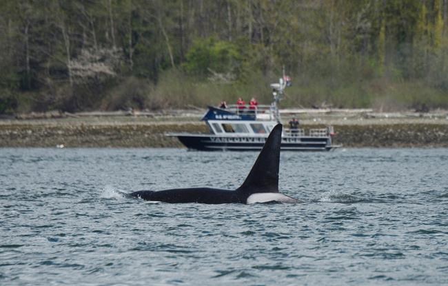 Killer whales spotted in Vancouver harbour searching out seals: Ocean Wise | iNFOnews.ca Killer whales spotted in Vancouver harbour searching out seals: Ocean Wise | iNFOnews.ca