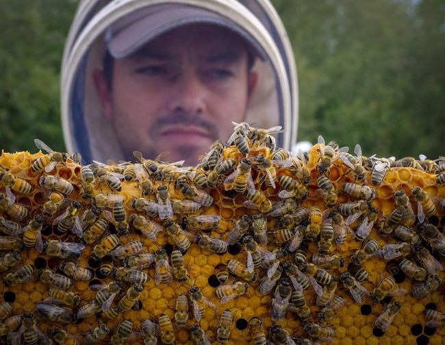 Canada proposes to limit, not ban, use of pesticides that kill bees | iNFOnews.ca