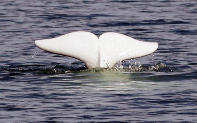 Group wants Ottawa to protect huge Hudson Bay beluga calving area | iNFOnews.ca CP1535949642