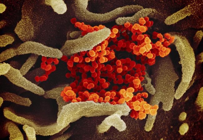 Iranian-Canadian organization moves festival online amid COVID-19 outbreak | iNFOnews.ca Iranian-Canadian organization moves festival online amid COVID-19 outbreak | iNFOnews.ca