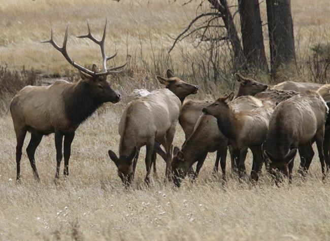 Experts alarmed after deer meat from diseased herd allowed into food system | iNFOnews.ca
