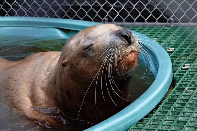 Sea lion suffering from gunshot wounds to the head brought to Vancouver Aquarium | iNFOnews.ca CP1920945682
