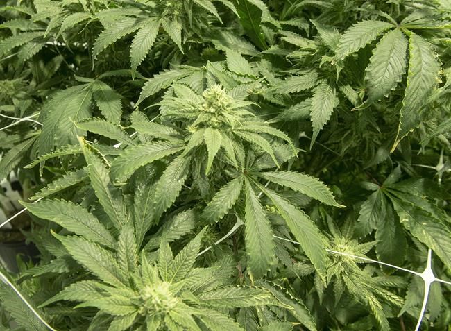 Aphria Q4 the results of its 90-day strategic review, says interim CEO | iNFOnews.ca