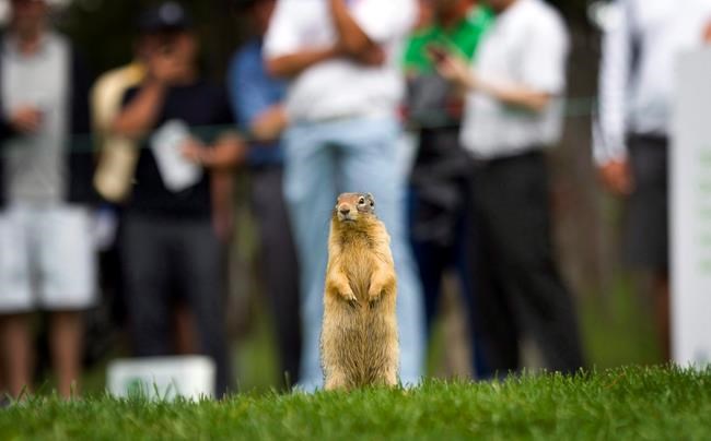 Saskatchewan rural community group opposes proposed strychnine ban | iNFOnews.ca