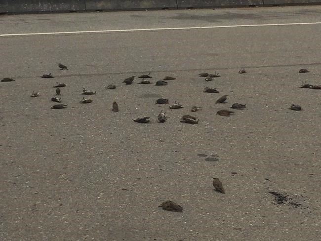 Mystery solved for dozens of birds plummeting to death from the sky in B.C. | iNFOnews.ca
