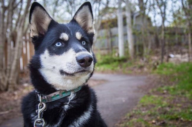 Veterinarian warns dog owners on cannabis risks, saying cases come in weekly | iNFOnews.ca Veterinarian warns dog owners on cannabis risks, saying cases come in weekly | iNFOnews.ca