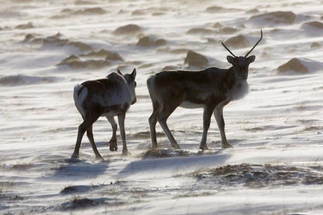 Alberta suspends caribou protection plan, asks for assistance from Ottawa | iNFOnews.ca Alberta suspends caribou protection plan, asks for assistance from Ottawa | iNFOnews.ca