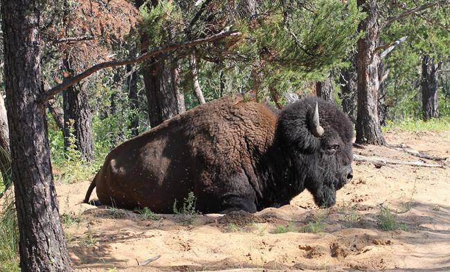 Federal government puts $27.5M into Canada's biggest national park | iNFOnews.ca
