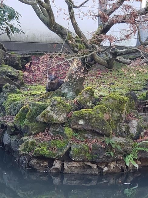 Otter 6, humans 0 in battle of wits to oust koi muncher from Vancouver garden | iNFOnews.ca