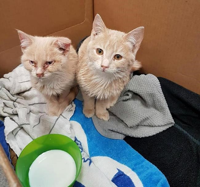 Manitoba RCMP say service dog Hix used his nose to help save two frozen kittens | iNFOnews.ca Manitoba RCMP say service dog Hix used his nose to help save two frozen kittens | iNFOnews.ca