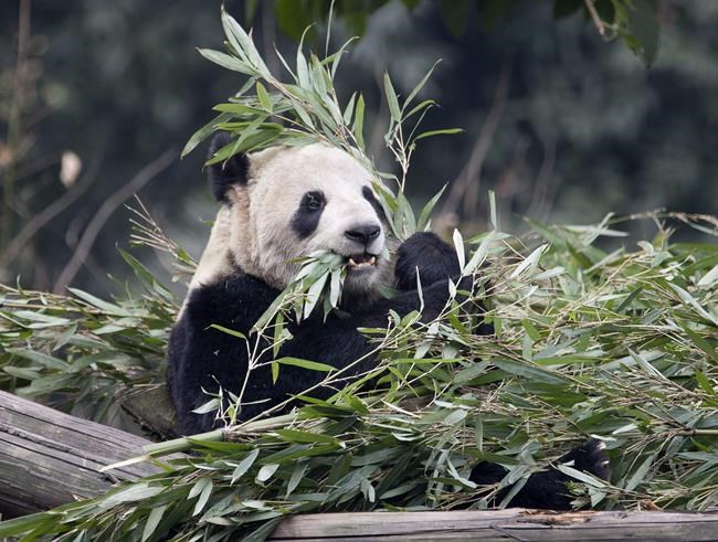 Airline steps up to provide Calgary Zoo with bamboo for picky pandas | iNFOnews.ca
