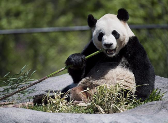 Calgary Zoo attempt to breed giant pandas from China by artificial insemination | iNFOnews.ca Calgary Zoo attempt to breed giant pandas from China by artificial insemination | iNFOnews.ca