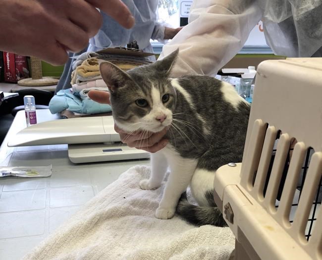 Humane Society removes 80 cats from home in Guelph, Ont. | iNFOnews.ca Humane Society removes 80 cats from home in Guelph, Ont. | iNFOnews.ca