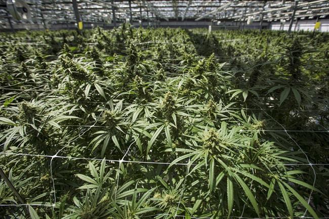 CannTrust Q3 profit falls despite record revenues; filing for NYSE listing | iNFOnews.ca