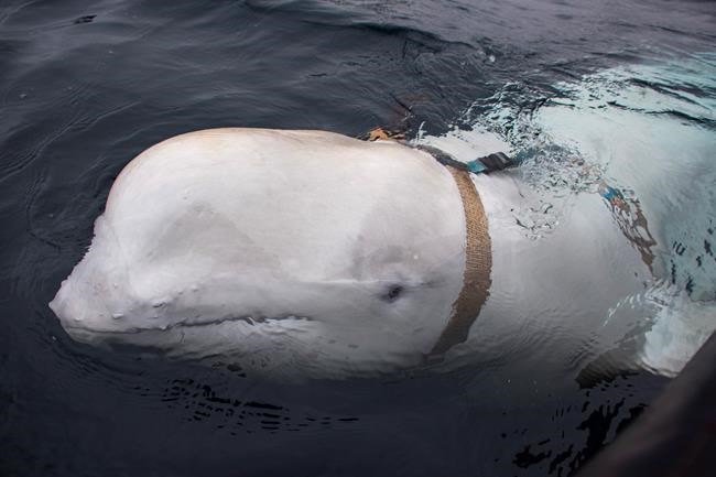 Canadian military unfazed by 'fishy' beluga whale suspected of spying for Russia | iNFOnews.ca Canadian military unfazed by 'fishy' beluga whale suspected of spying for Russia | iNFOnews.ca
