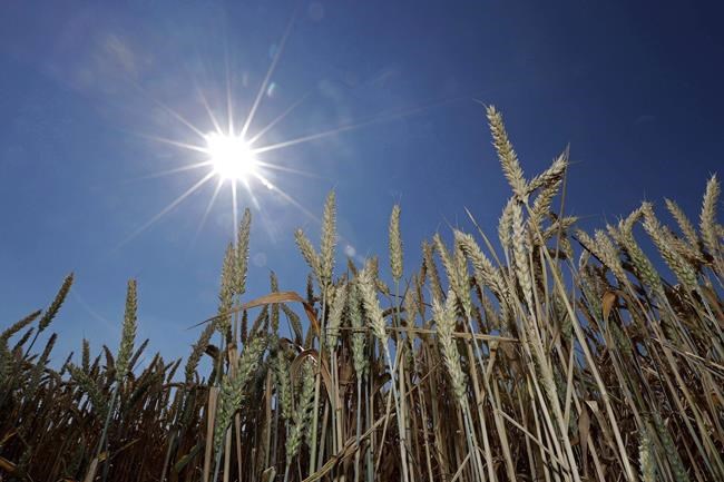Commission says South Korea resuming wheat imports after concerns about GM wheat | iNFOnews.ca Commission says South Korea resuming wheat imports after concerns about GM wheat | iNFOnews.ca