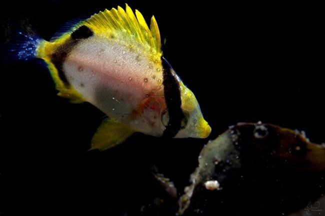 Scientist says tropical fish documented by diver signal warming Atlantic waters | iNFOnews.ca Scientist says tropical fish documented by diver signal warming Atlantic waters | iNFOnews.ca