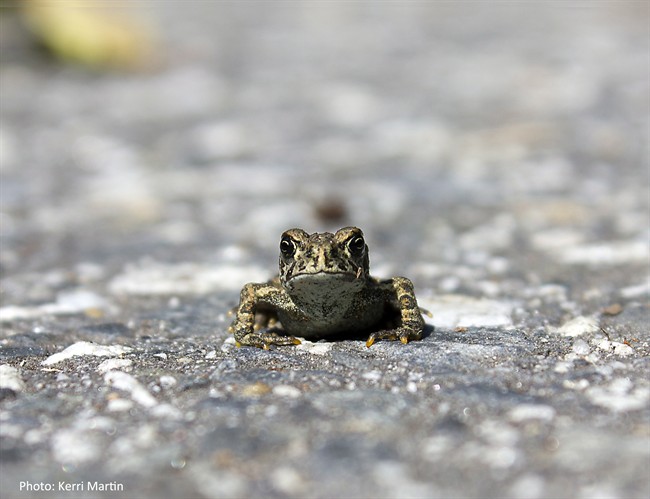Tiny western toads put economic, environmental squeeze on village of Nakusp | iNFOnews.ca CP36491354