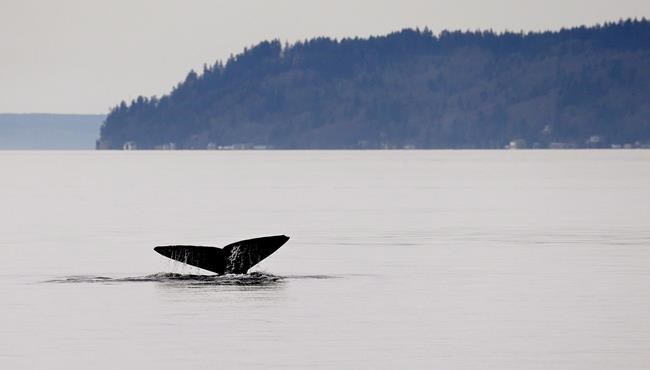 Fifth grey whale found dead on B.C. coast, DFO studying link with U.S. deaths | iNFOnews.ca Fifth grey whale found dead on B.C. coast, DFO studying link with U.S. deaths | iNFOnews.ca