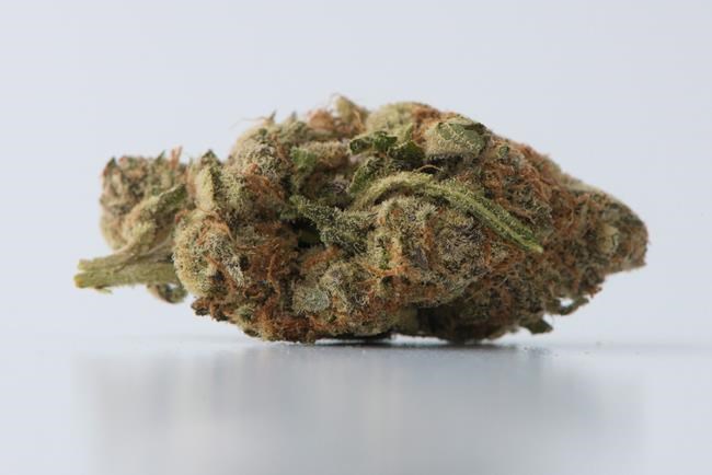 Personal data of 34,000 medical marijuana patients accessed in data breach: NHS | iNFOnews.ca