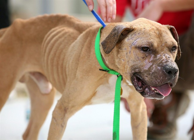 Lawyers lining up to fight OSPCA court application to destroy 21 dogs | iNFOnews.ca CP36463155
