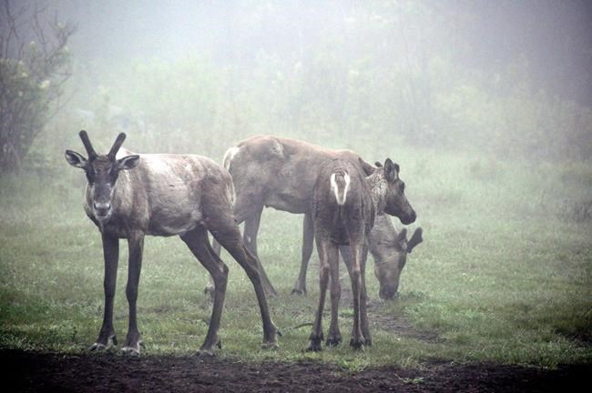 'Caribou have a right to live,' says First Nation chief trying to save the animals | iNFOnews.ca 'Caribou have a right to live,' says First Nation chief trying to save the animals | iNFOnews.ca