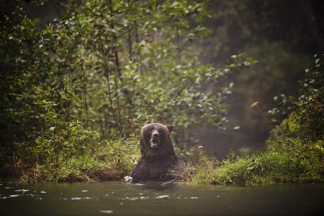 Nothing could be done to stop emaciated grizzly that killed mom, baby: coroner | iNFOnews.ca