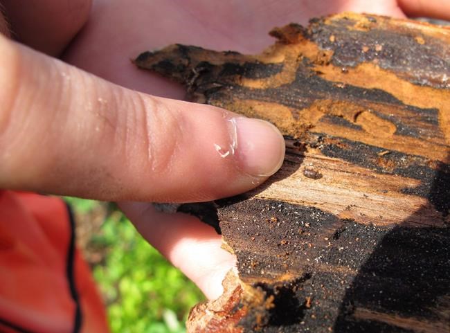 Norbord to indefinitely suspend operations at central B.C. mill on supply issues | iNFOnews.ca