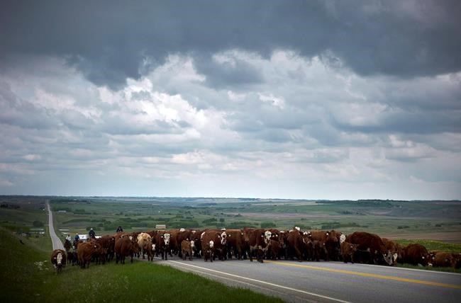 Canada's cattle producers tightening their belts as drought diminishes pastures | iNFOnews.ca
