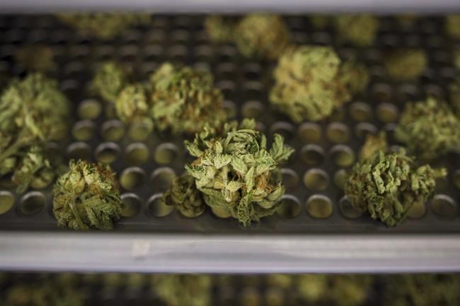 Cannabis delays could push Ontario consumers to black market: critics | iNFOnews.ca