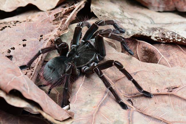 Butterfly garden keeper manages to film large tarantula shedding exoskeleton | iNFOnews.ca